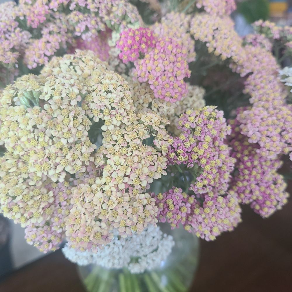 A bunch of yarrow blooms in white, yellow, pink, and magenta