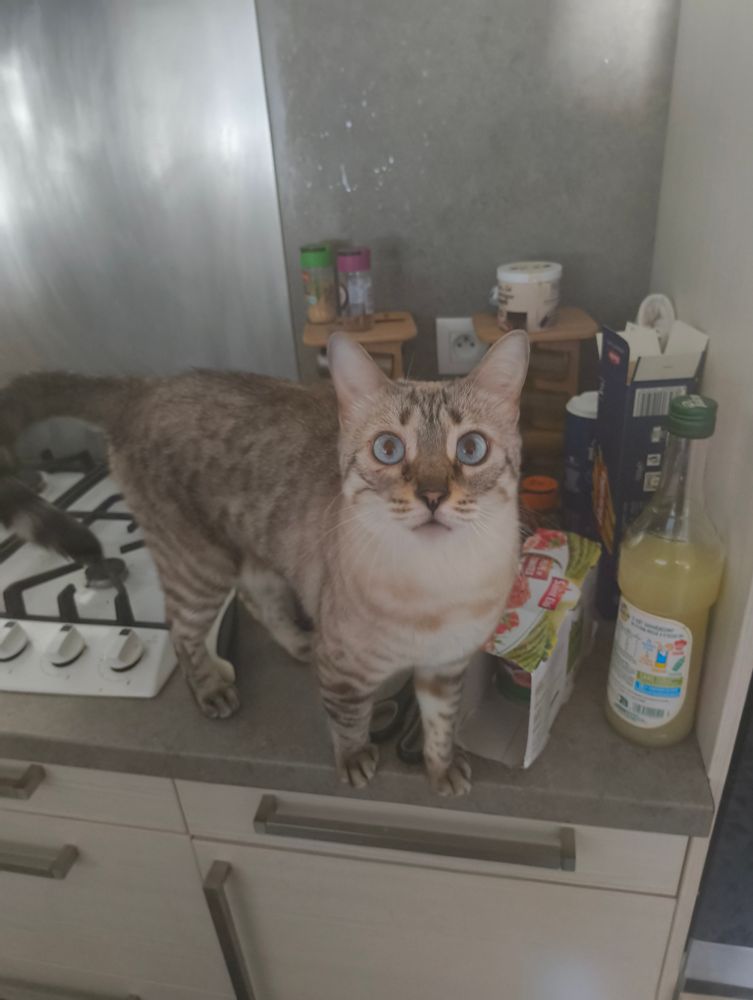 Thétys la jolie chatte un peu trop bruyante mais que j'aime bien quand même, qui fixe du regard la caméra