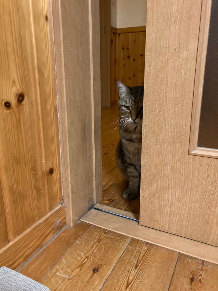 ドアの隙間から覗く猫