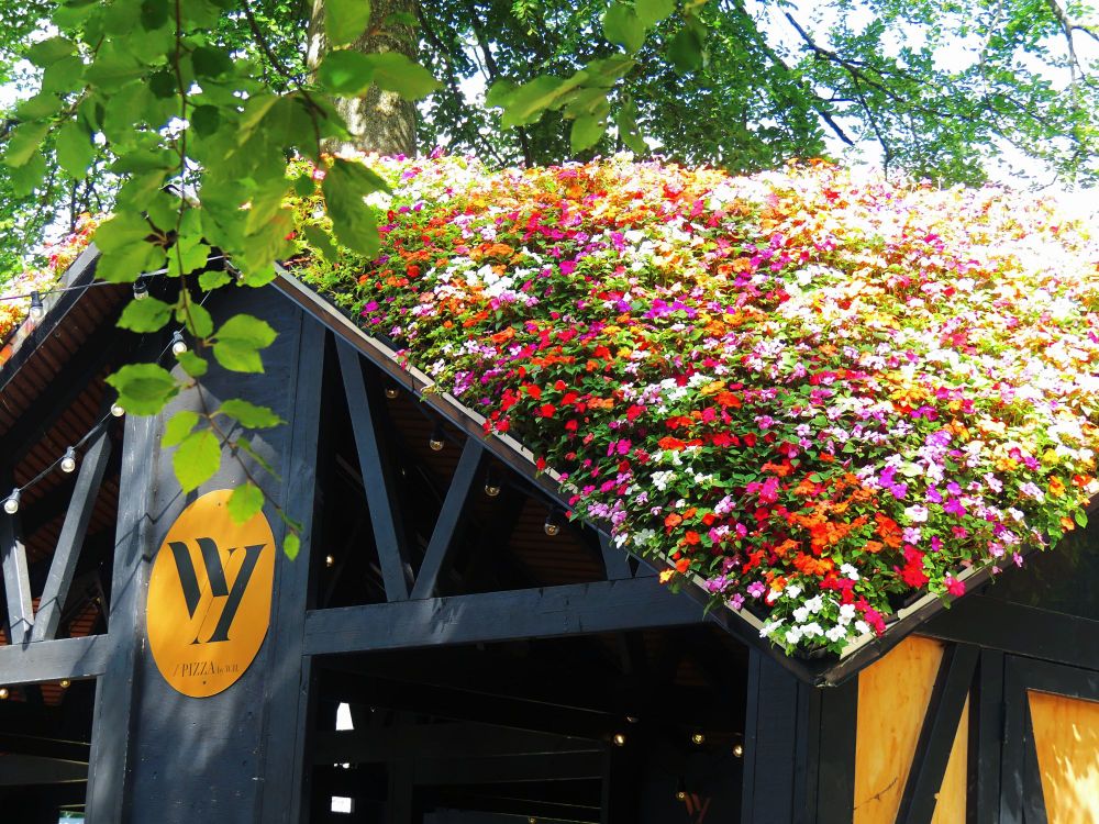 A building with black beams and tilted roof. Roof is covered with flowers in white red and purple. 