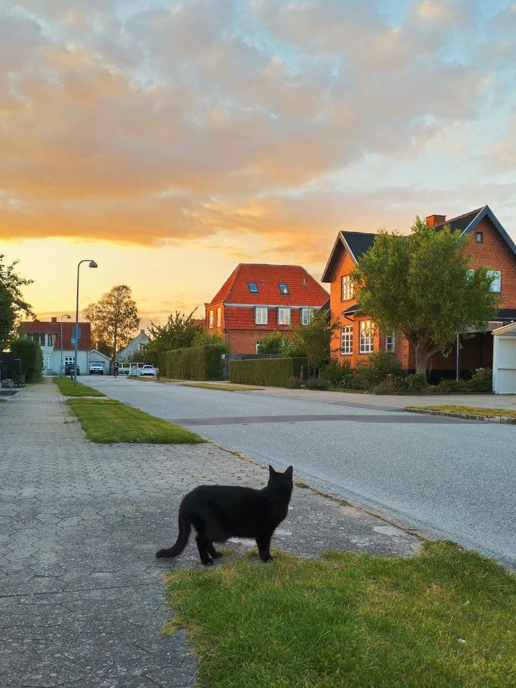 Black cat looking across the neighborhood road in golden hour lights.
