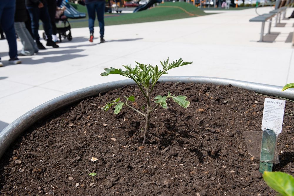 A young plant growing in a planter filled with soil, located in an outdoor urban park setting with people walking in the background.