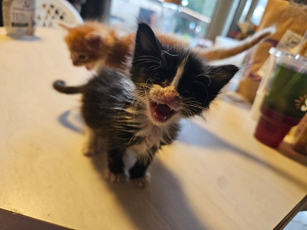 Barry, the 5 week old tuxedo kitten, yells for more churu.
