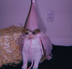 the cat that I only know from the meme "why were you at mad at me island"