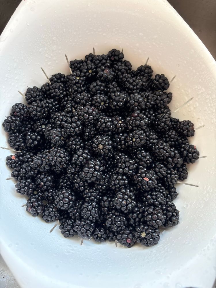 Large container full of fresh blackberries