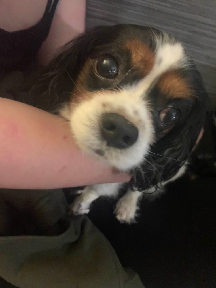 a tricolor cavalier king charles spaniel, sitting on a couch with a set of arms wrapped around him. 