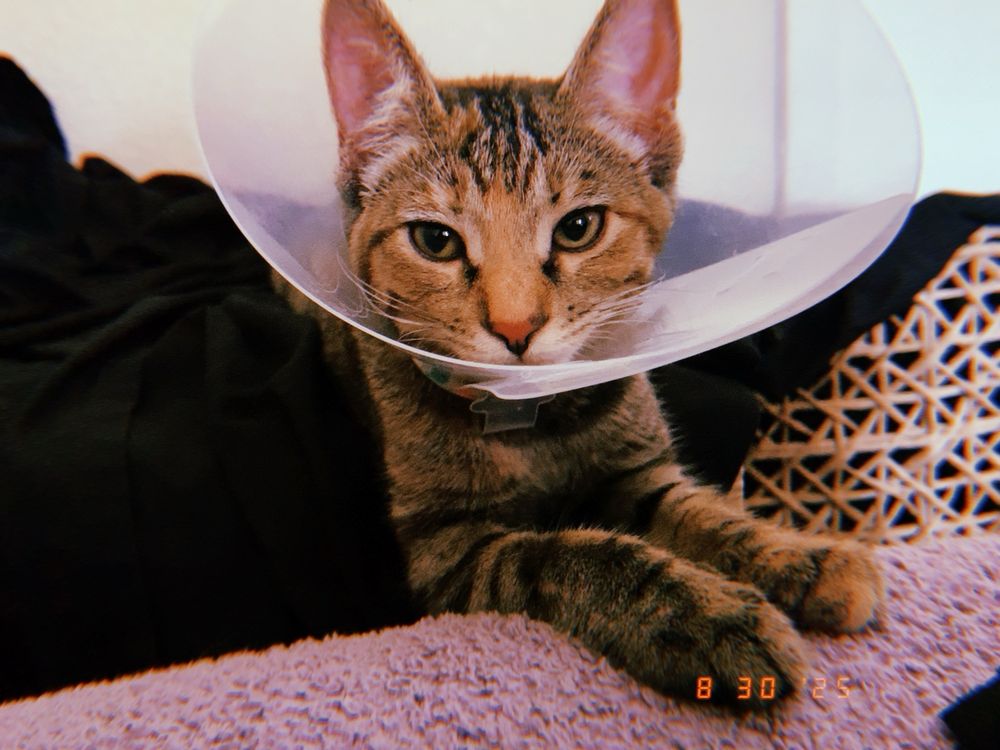 A cat, wearing a cone on her head, looking in my direction. 