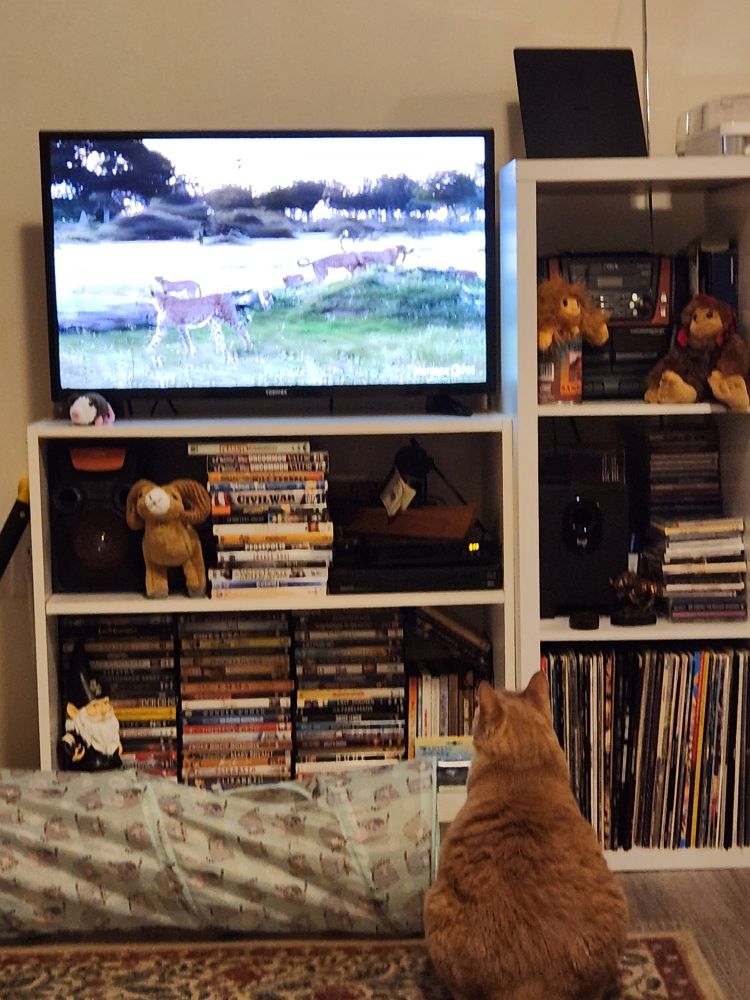Orange tabby cat looks up at a TV on a shelf. He watches cheetahs on the screen.