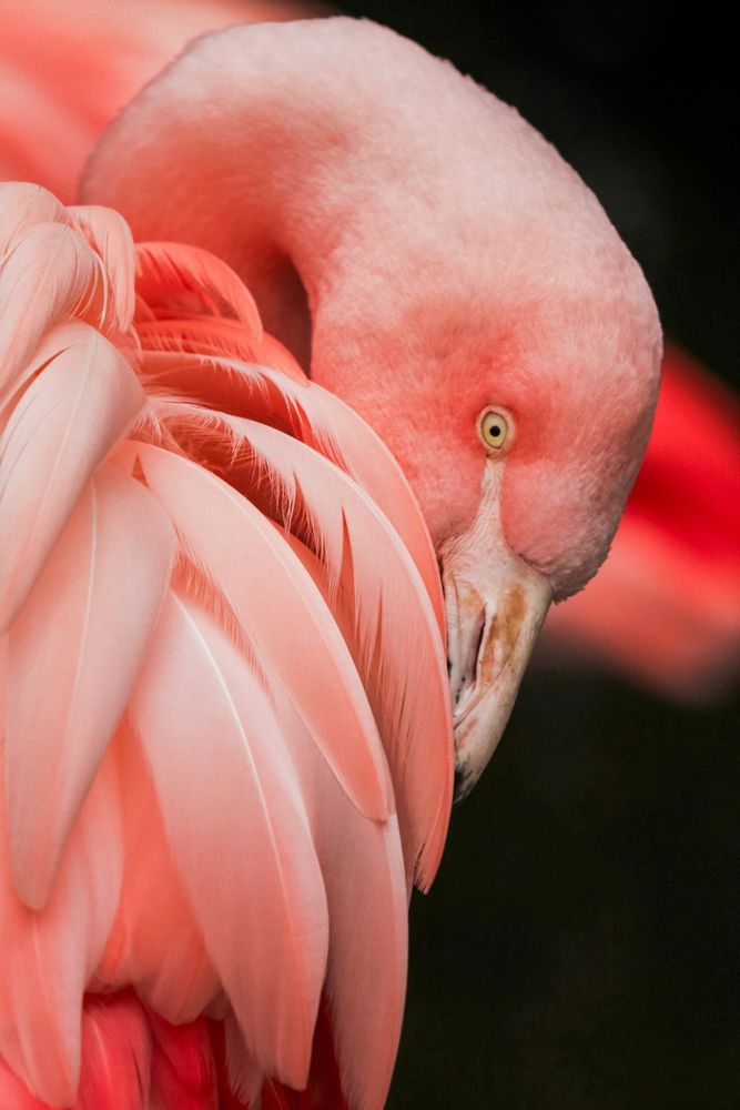 A picture of a magnificient flamingo.