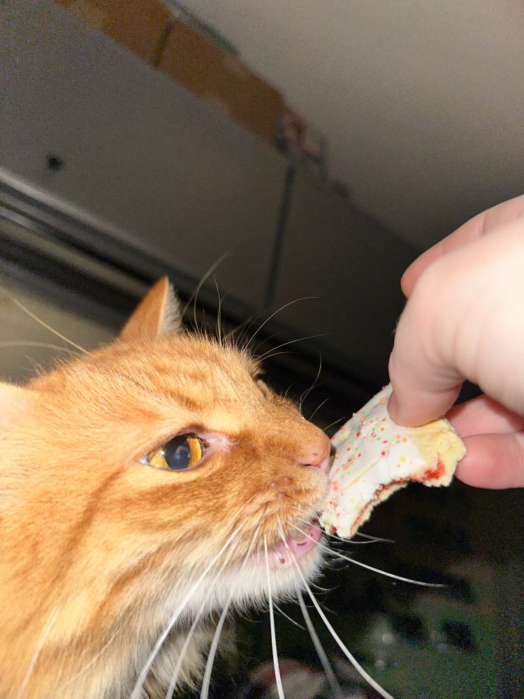 Biskit is trying to eat my pop tart after allowing him to smell it. 