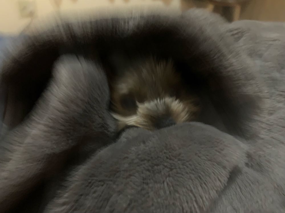 今朝は冷えたので飼い主の毛布に潜り込んでモフモフしていた仔犬🐾