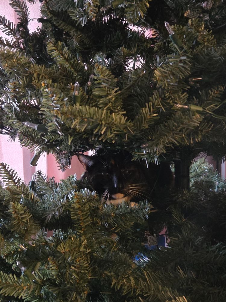 cat sits in artificial tree. 