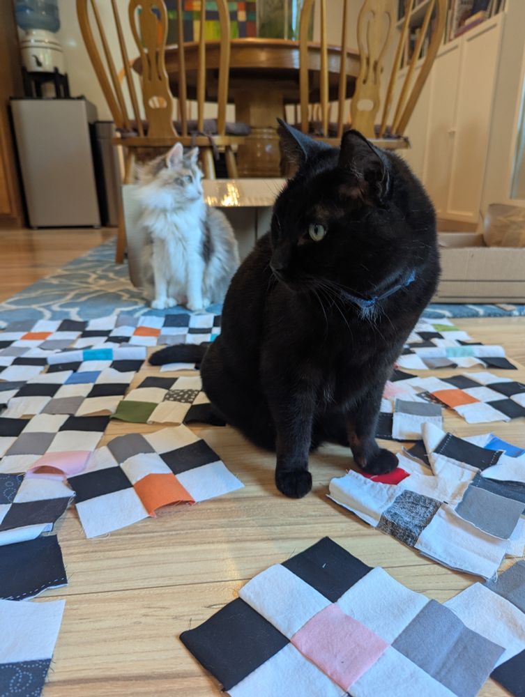 Pale calico cat, Distraction, and black cat, Cadmius, sit on quilt squares looking opposite directions.