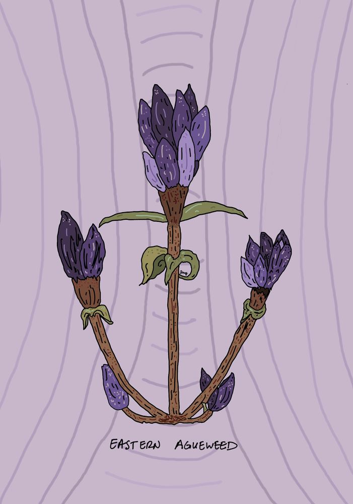 Purple themed digital illustration of eastern agueweed, a wildflower native to eastern North America. Drawn with Procreate, October 2025, by Jasmine M George. 