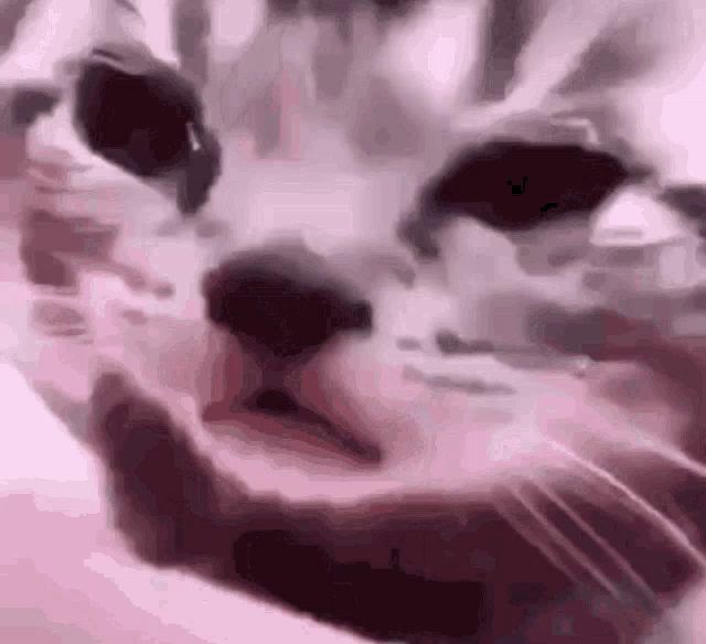 Pianistchenle Cat Cry Gif Sad Sobbing Crying Unhappy GIF