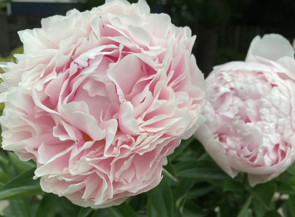 Pale pink peony blossom and bud.