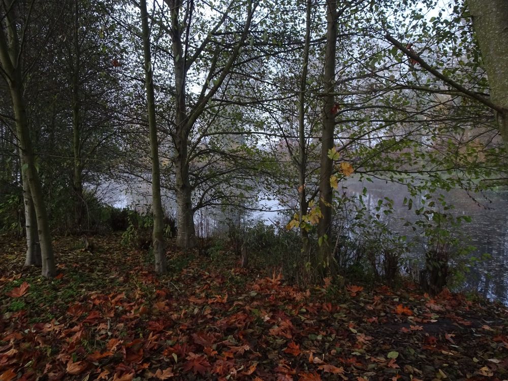 Looking through some young trees as the fog begins to lift and brighten things  a bit. Foreground is lots of red-brown leaves.