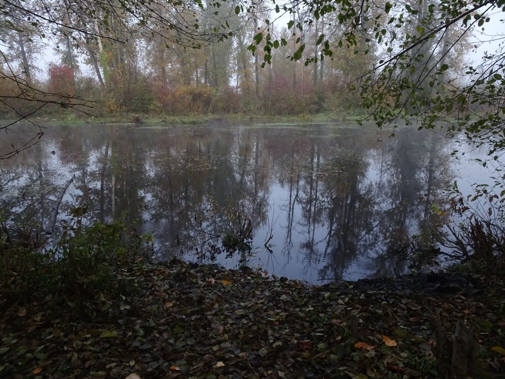 A favorite spot, where the tall trees (the heron rookery) on a distant island reflect in the still water.