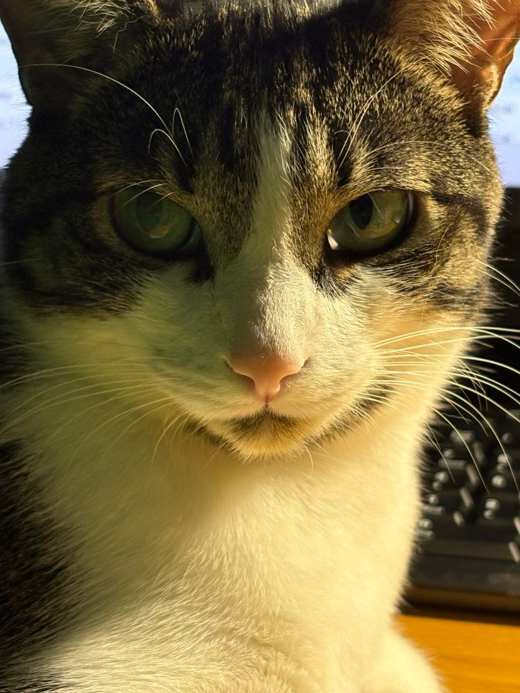 Close up of the face of a gray and white cat, looking at the camera with a grumpy expression. 