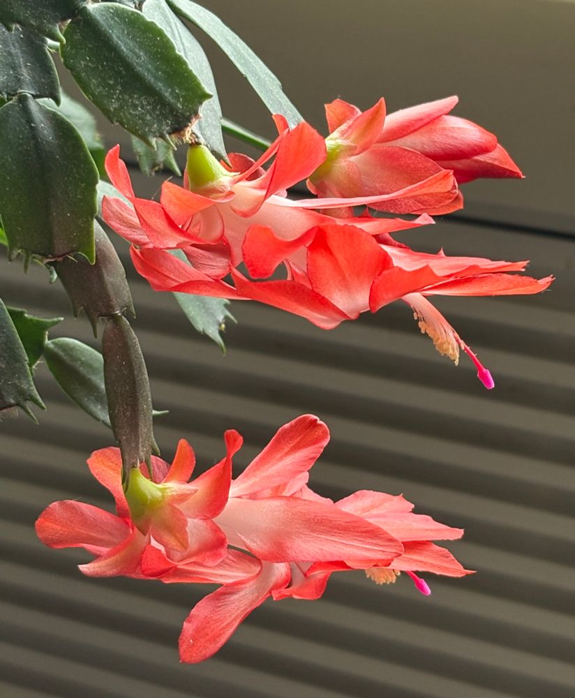 Close up of blossoms on the cactus.  Brilliant colors backlit by the sun. 