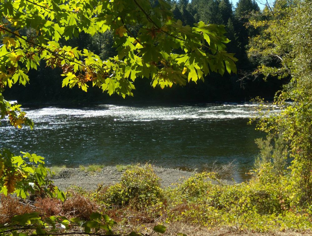 The Rogue River, about 35 miles upriver from its mouth at Gold Beach, OR. Some fall colors are showing, and the sun lights up the foliage and water.