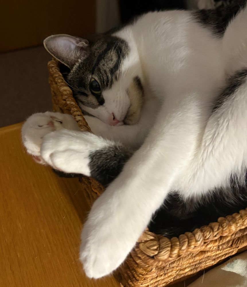 Awww, mom. I'm just trying to sleep. Gray and white tabby with his feet overhanging and poking through the handle of his too-small, but beloved, basket on my desk.