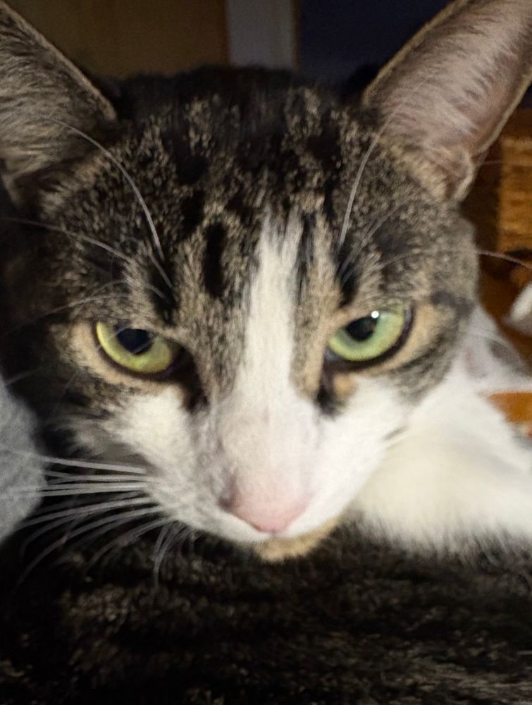 Grey and white tabby scowling at the camera with his green eyes.
