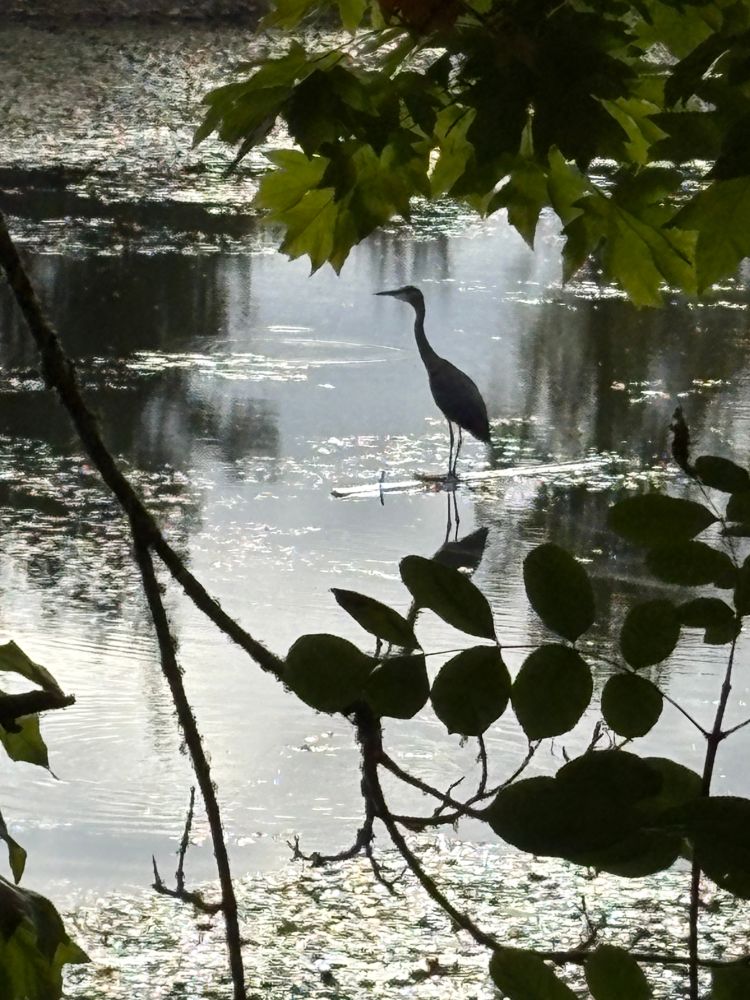 A great blue heron rests on a floating log in a large pond, at a distance. Foreground leaves and twigs, bright morning reflecting on water, hundreds of lilypads shining.