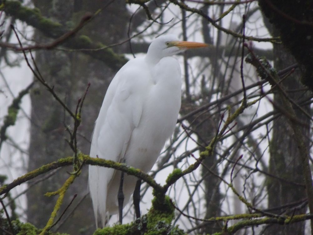 Large egret rests on a low branch, surrounded by lots of dark, bare branches and trees.