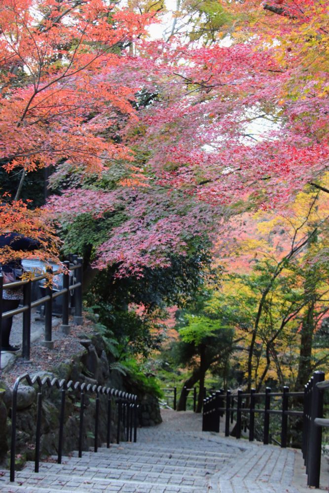 A staircase with stone steps and black metal railing descends through trees with brightly colored fall leaves.