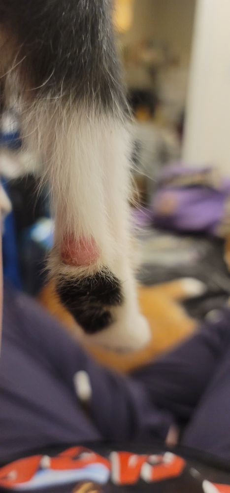 Photo of the back of Roo's back right ankle. Roo is a mostly black cat with white paws and belly. There is a raw, though not open, spot of his skin covering a large portion of his rear right ankle. 

Not pictured, but he also has a small lump on his tail. You can't really see it, but can feel it when you touch it. It is tender to the touch for him.

Also, Sergeant Pepper, another of our cats, has been itching excessively. Sometimes when she scratches, clumps of fur, often attached to a scab, come off. No areas appear infected, but we need to get to the bottom of what's causing this trouble for her.

Both cats need to see the veterinarian ASAP and we need help raising money to pay to take them, on top of having to pay a traffic ticket for some dumb shit I didn't even do because the cop was bored 🙄😤
