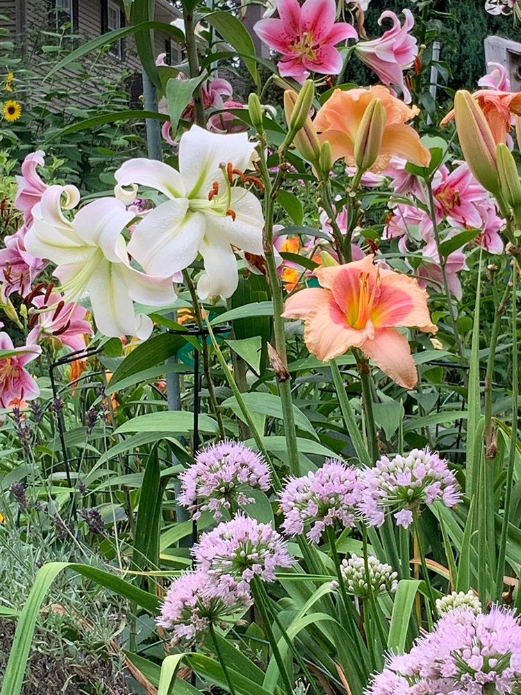 Garden photo of nodding onions in front, peach daylilies with pink centers, white lilies and some kind of pink lilies that were supposed to be double roselilies.