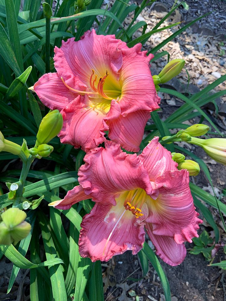 Photo of pink daylilies