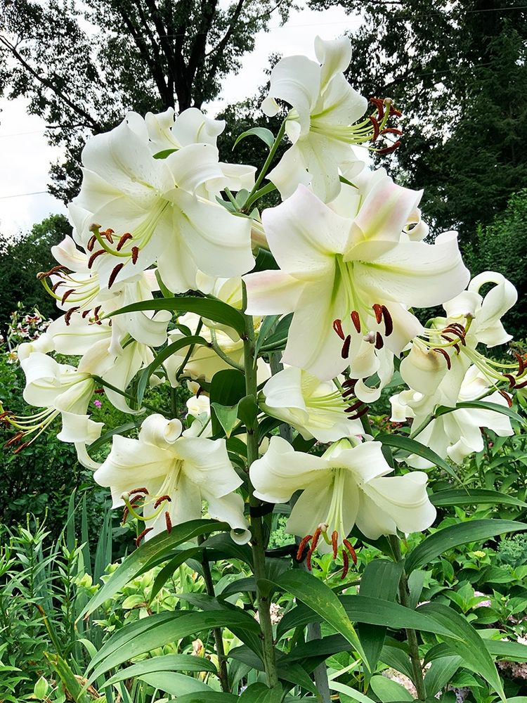 Photo of giant white lilies - maybe 'Pretty Woman' variety? I ordered pink 24" tall lilies on clearance. These giant 5.5 feet tall white lilies bloomed instead.