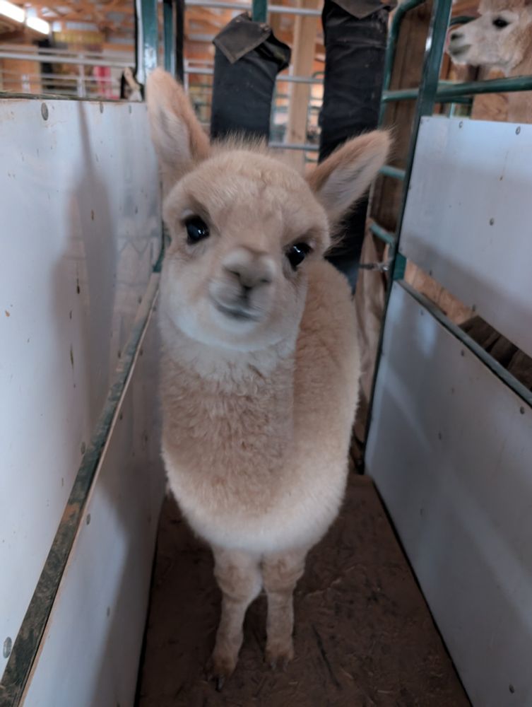 A photo of a fawn alpaca Cria standing in his scale looking like exceptionally cute