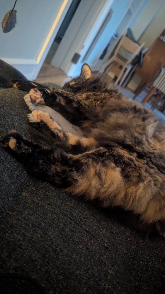 Image of a fluffy orange and black cat with pink toes sleeping on a sofa