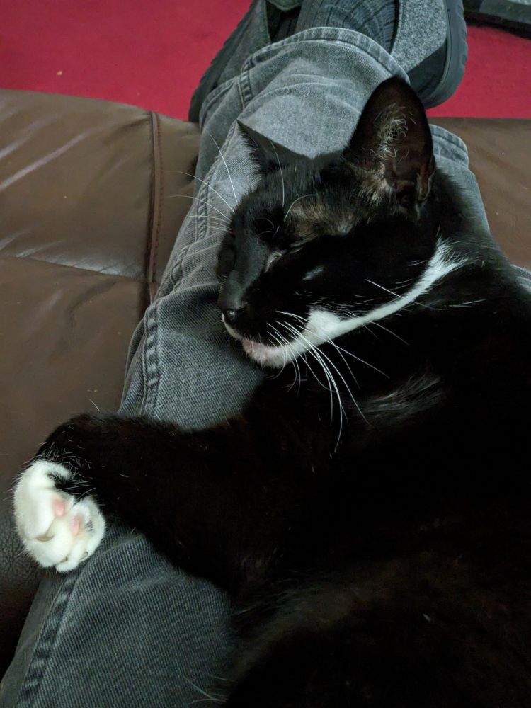 A black and white cat asleep on his side on the legs of his owner.