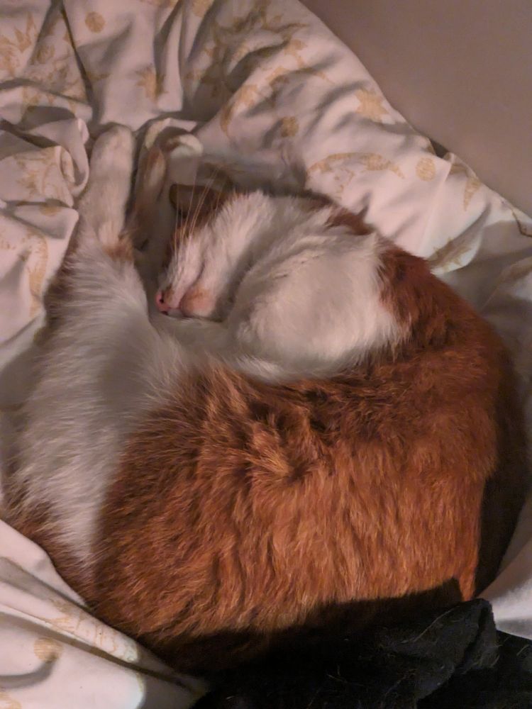 A white bedspread with a ginger and white cat curled up on his side and asleep in the middle of the picture 