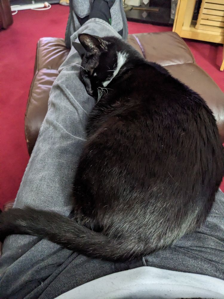 A black and white cat asleep on his side on someone's knees