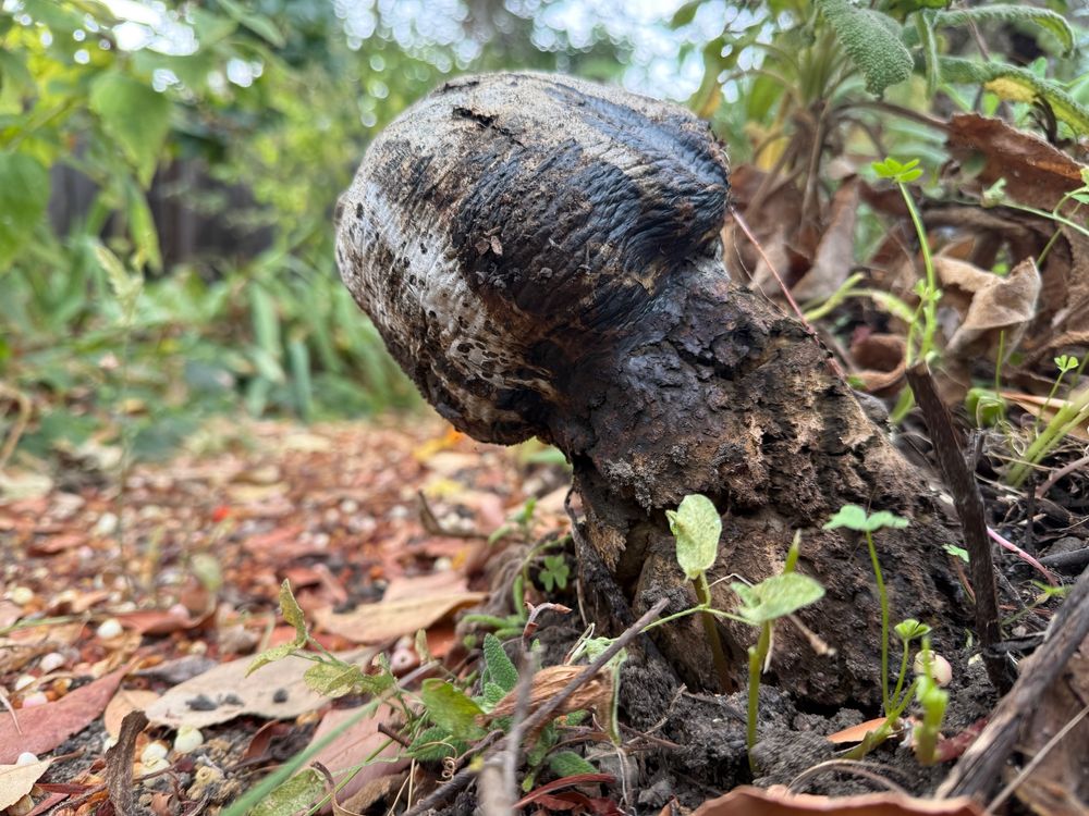 A photograph from ground level of an ugly fungal growth that looks vaguely phallic