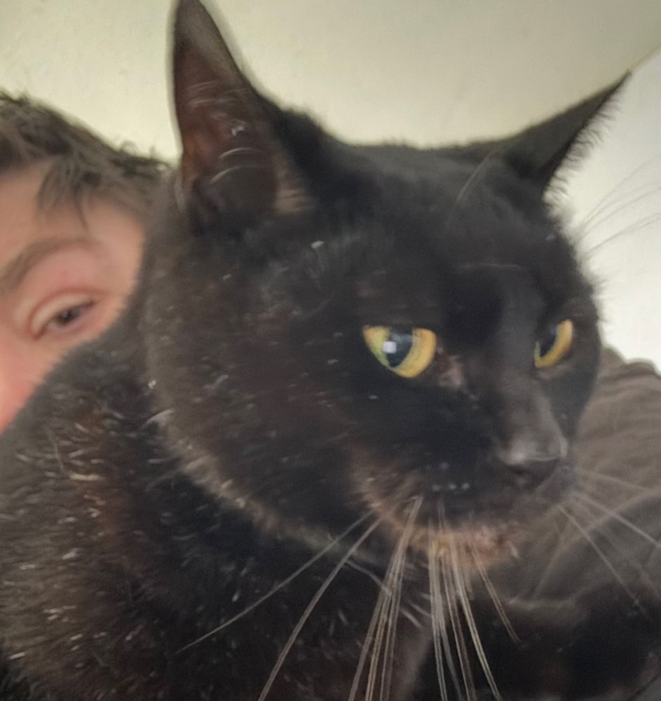 Me trying to juggle my apparently musically appreciative black cat, Rae, and my phone while trying to capture a mid-cuddle selfie with her.