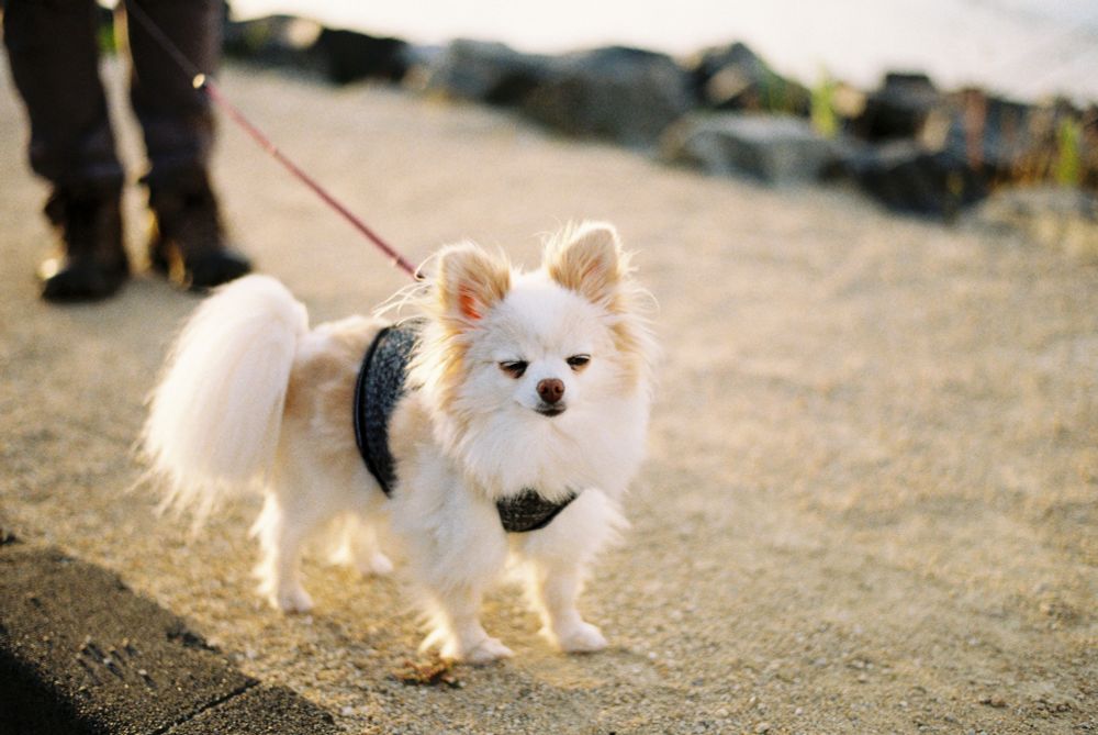 A photo of a small fluffy white dog with pointed ears, backlit by light from a setting sun.