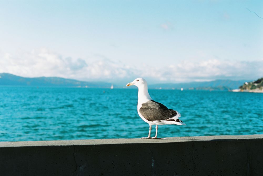 A photo of a black backed gull standing on a concrete wall near sunset. In the background is a body of water with hills and clouds in the far distance. The sky is mostly clear.