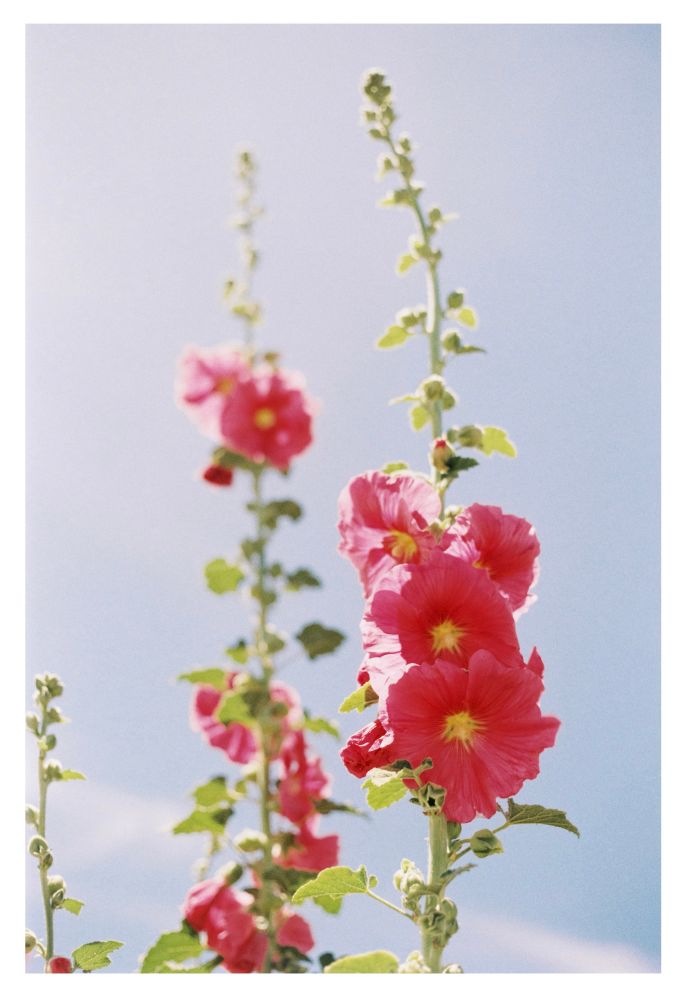 A photo of two stalks of red-pink hollyhock flowers with a clear blue sky in the background.