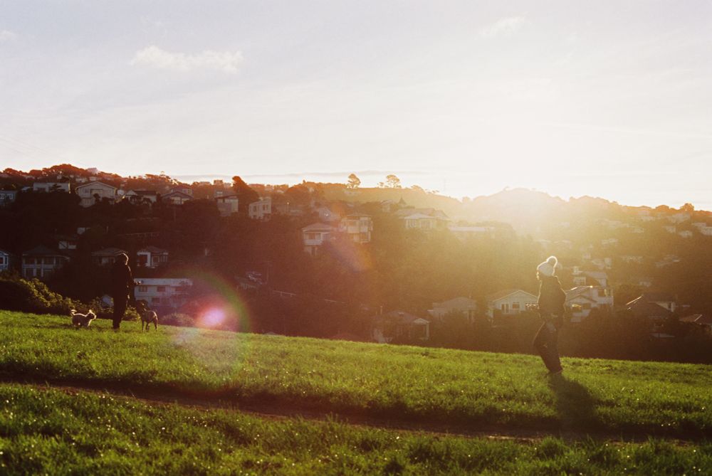 A photo people taking their dogs for a walk on a grassy park. The scene is backlit by a sunset, creating a strong lens flare in the frame.