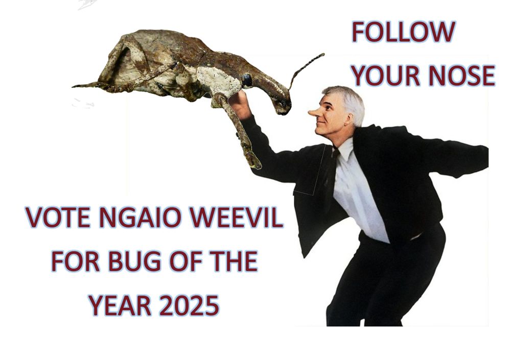ngaio weevil with Steve Martin from Roxanne movie
