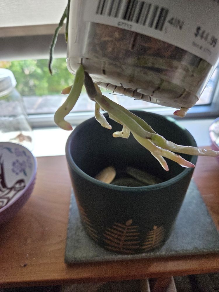 An orchid that has outgrown its pot and now seems vaguely menacing