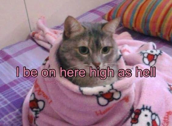 a cat wrapped in a hello kitty blanket with the words “i be on here high as hell” overlayed