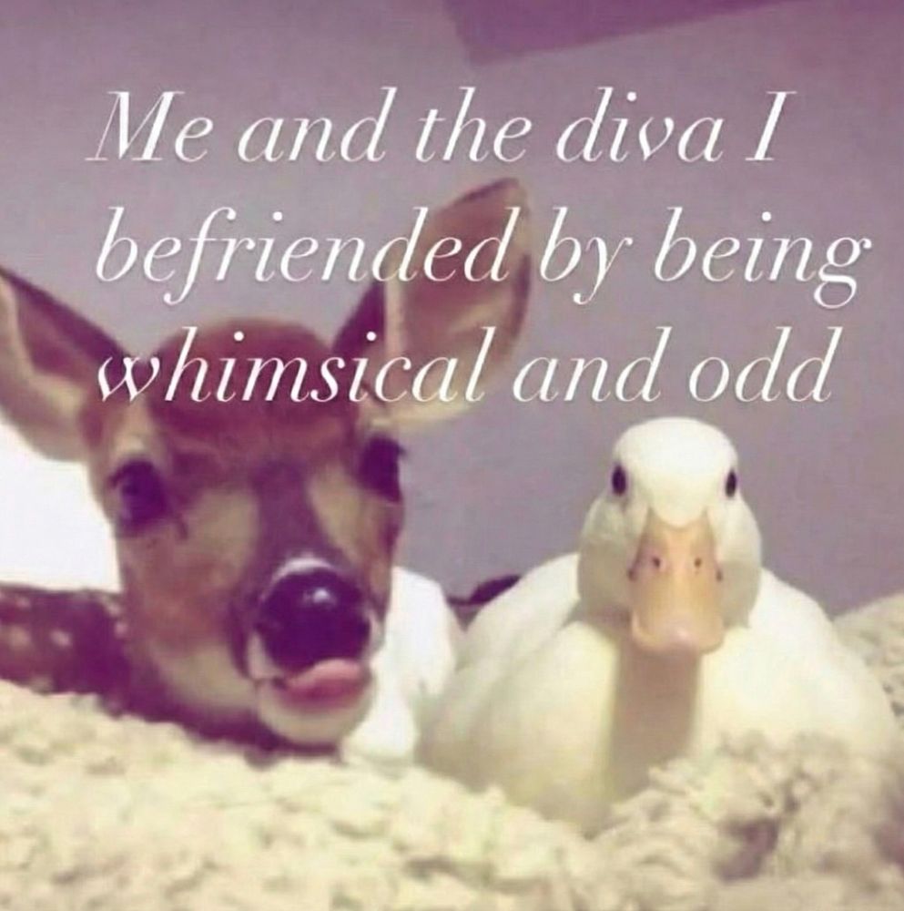 a white call duck and a lil deer with their tongue sticking out chillin on a blanket with the words “Me and the diva I befriended by being whimsical and odd” superimposed above