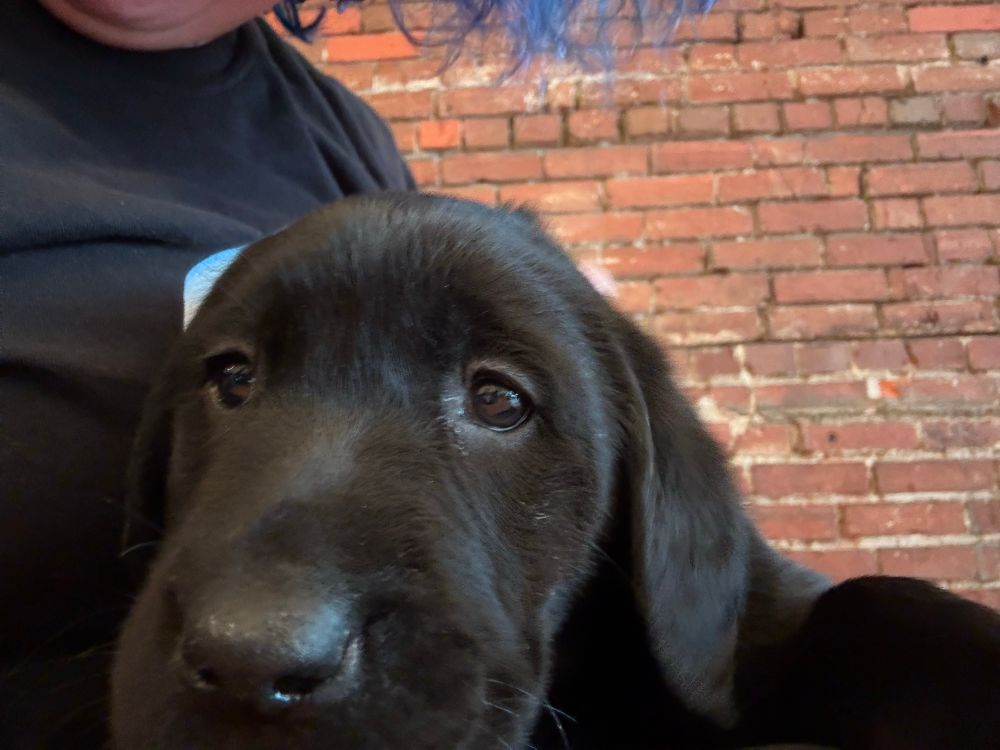 A cutie pie baby-waybee of a black Labrador retriever in front of a bare red brick wall, laying on my lap. 